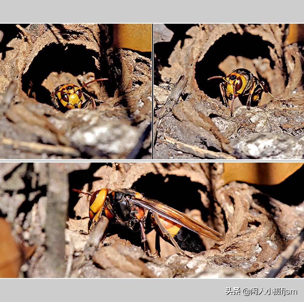 秋季如何防昆虫进屋,秋季防胡蜂知识