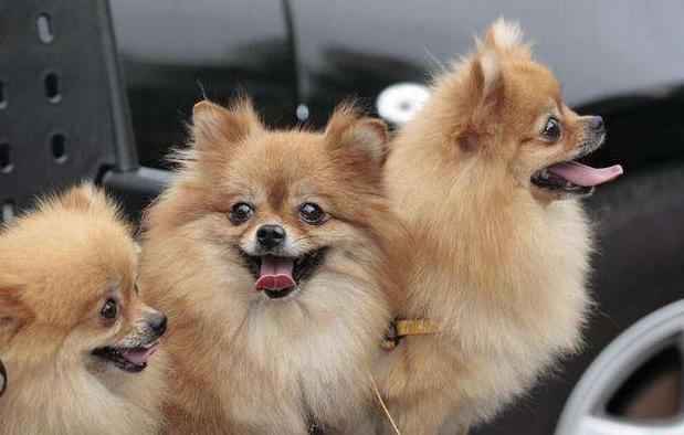 博美犬吃什么不掉毛无泪痕,博美犬掉毛吗有体毛味吗