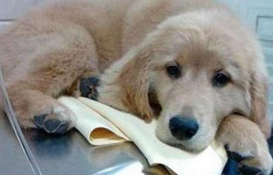 狗狗厌食的原因及解决方法,狗狗厌食的原因及解决办法