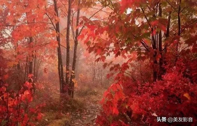 留枯荷听雨声李商隐,李商隐的诗枯荷听雨声