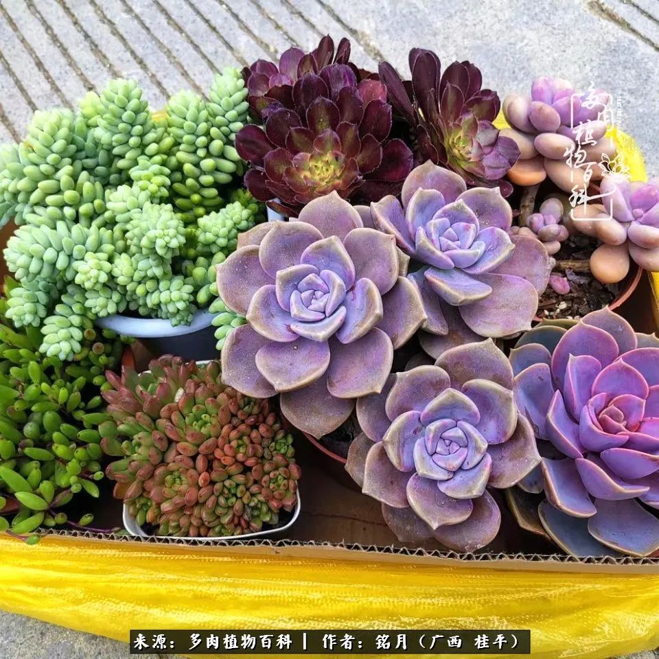 多肉怎么养出色彩,多肉很容易出现美丽的色彩