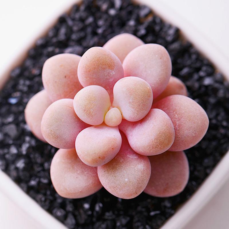 1000种多肉植物图鉴大全大图,景天科1000种多肉植物图鉴