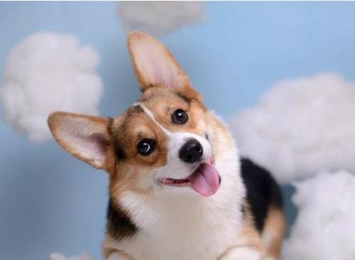 狗狗吃酸奶拉稀了怎么办,狗狗吃羊奶粉拉稀怎么办