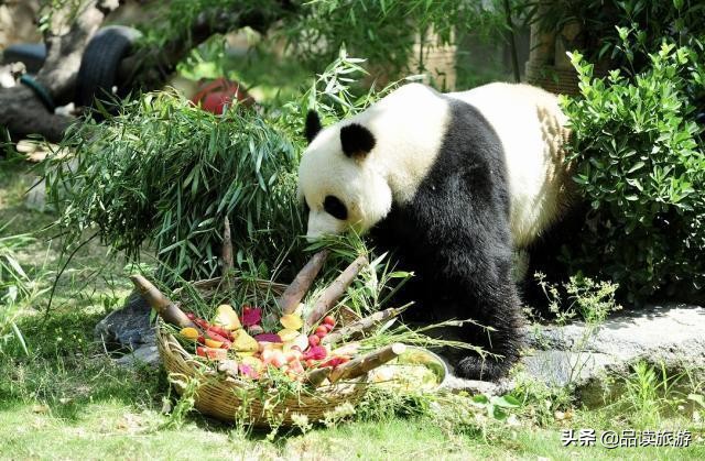 开了动物园,开了个动物园