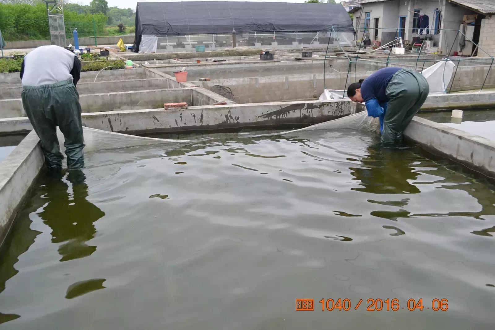 锦鲤池养殖方法图解,锦鲤繁殖全过程纪录片