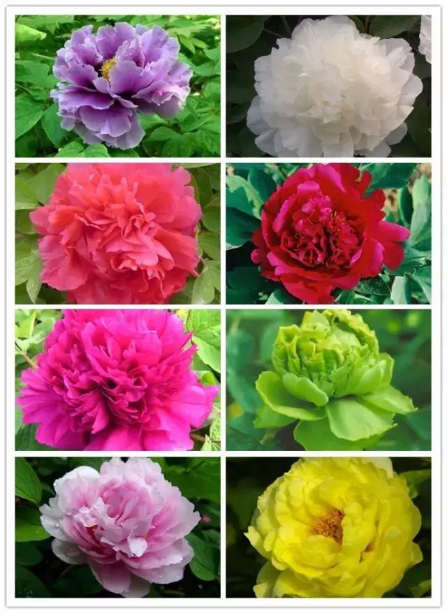 史上最全的花卉介绍，认识超过30种以上绝对是大神