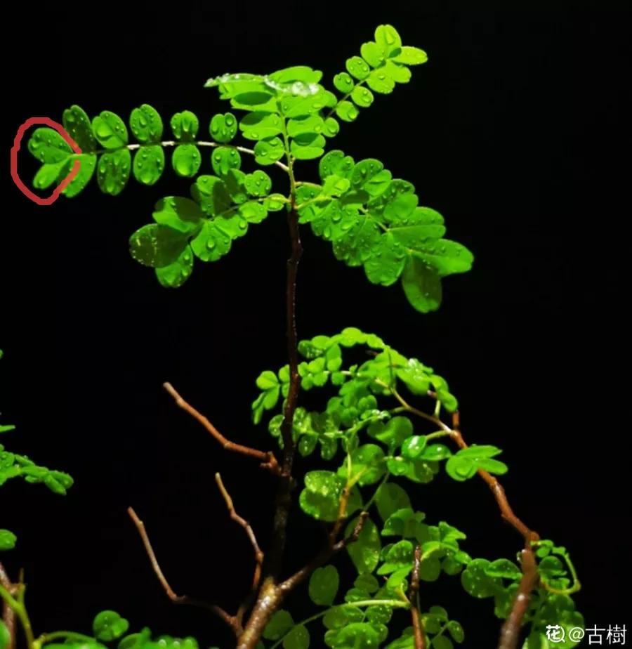 教你如何避开假货买到真品,一张图告诉你怎样分辨假货