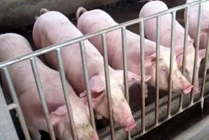 旅游回国千万别带这两种东西,出国旅游禁带物品一览表