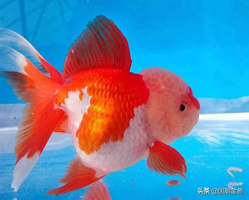 养鱼七律,养鱼七言诗