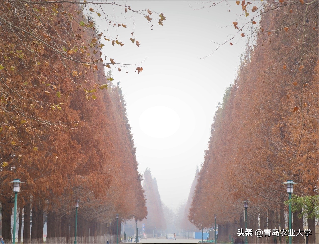 介绍青岛农业大学,令人心动的青岛