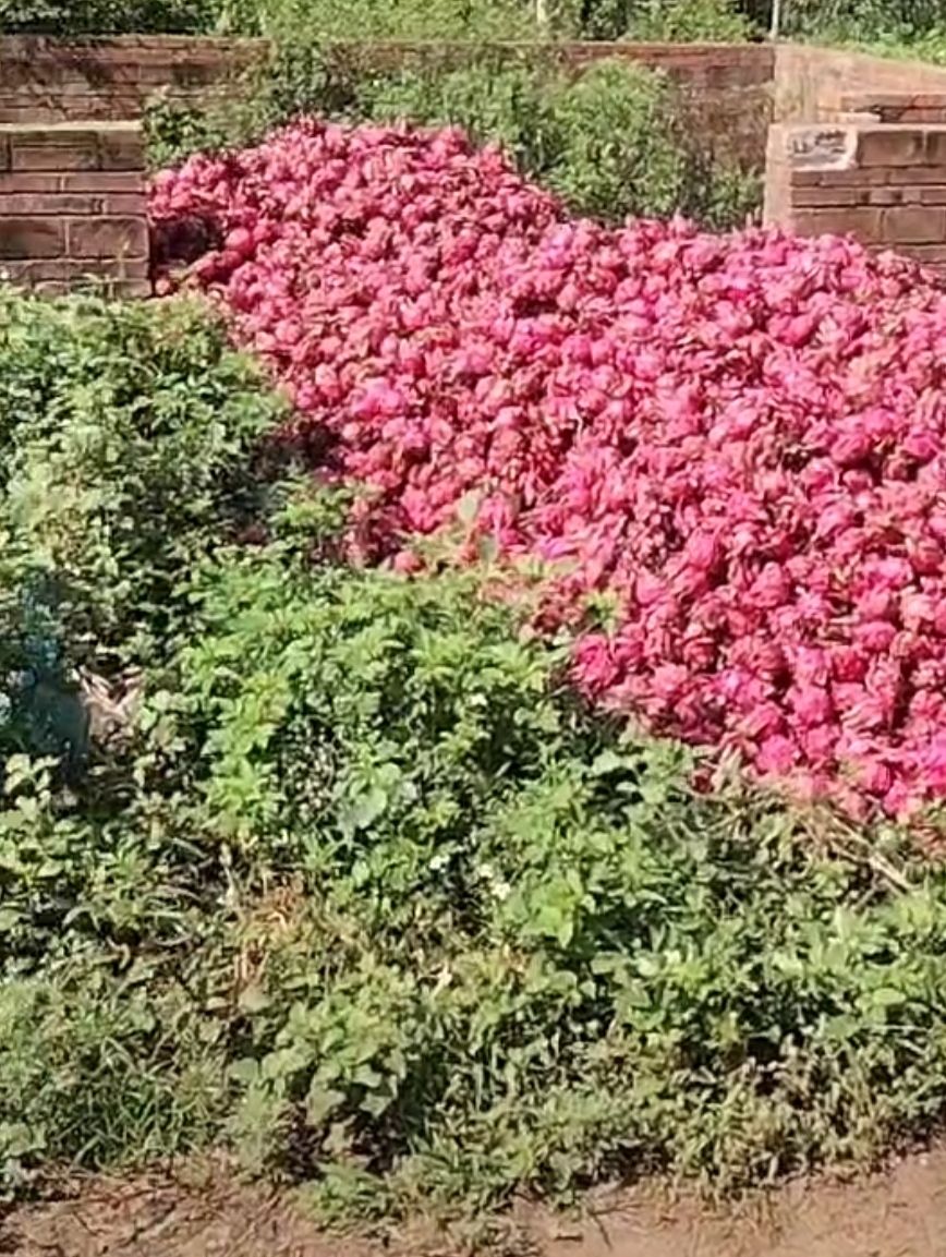 火龙果怎么就是坏了,火龙果怎样算是坏了