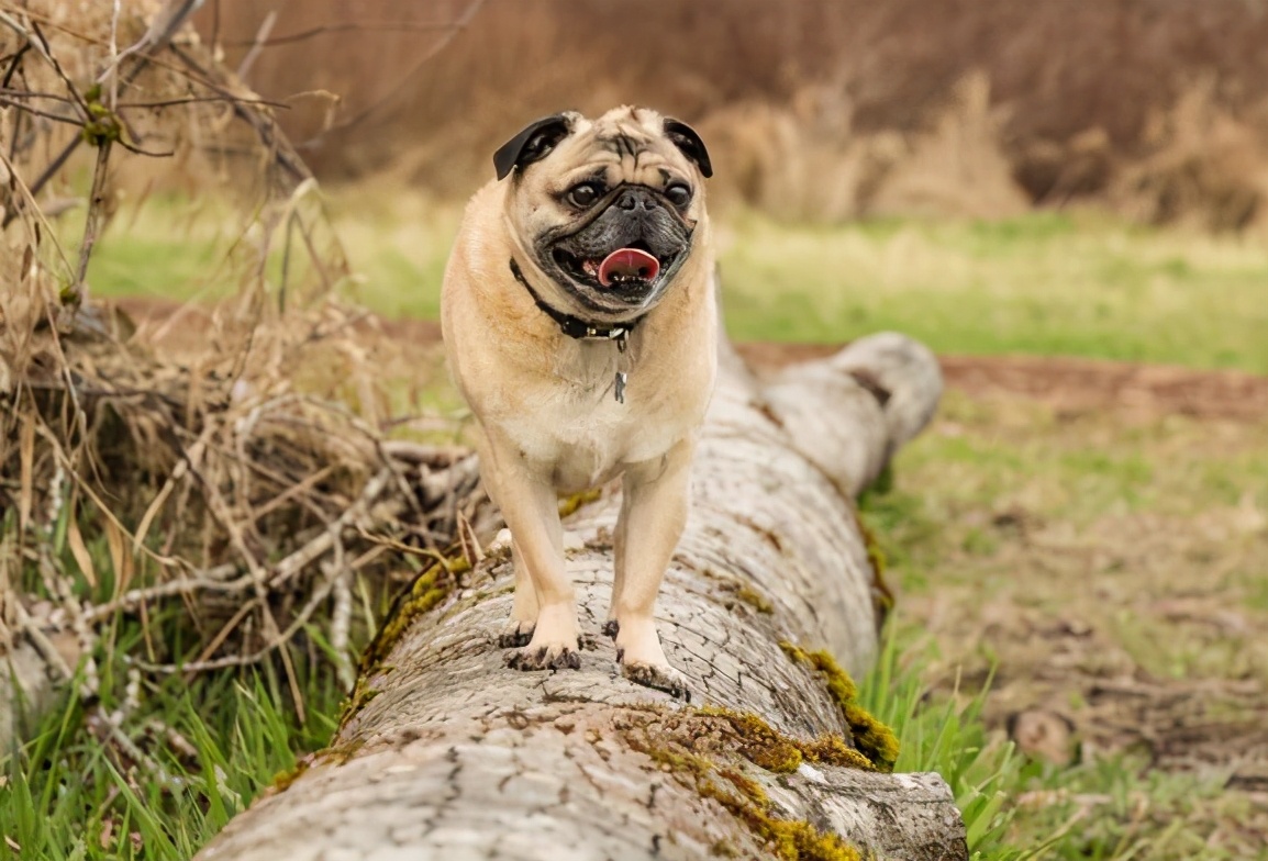 巴哥犬和什么一起养好,巴哥犬怎么养才能养好