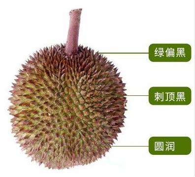榴莲是不是热带水果之王,热带水果榴莲视频