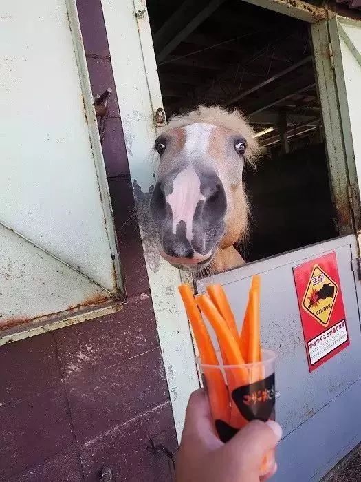 日本母亲农场项目,日本一个亲子农场年赚3亿