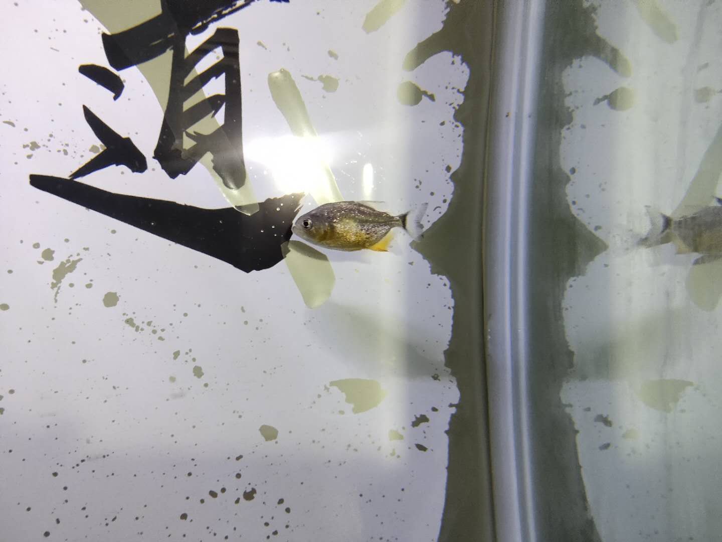 观赏鱼能长期不见鱼吗,观赏鱼直接放缸里会死吗