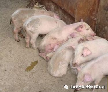 刚产的仔猪拉黄白痢怎么治,猪细菌性腹泻