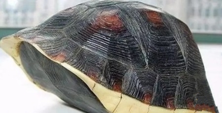 刚刚入手的龟怎么处理,买乌龟买到病龟怎么办