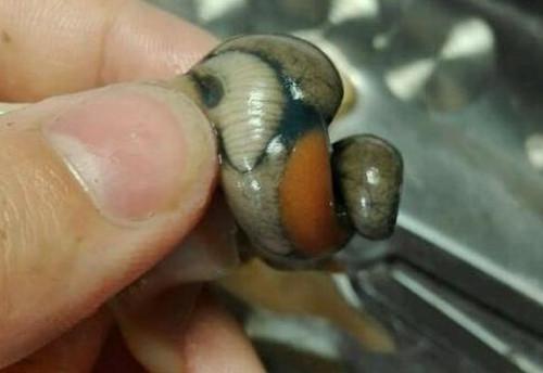 海螺的尾部到底是黄还是肝,海螺的尾部是黑色怎么回事