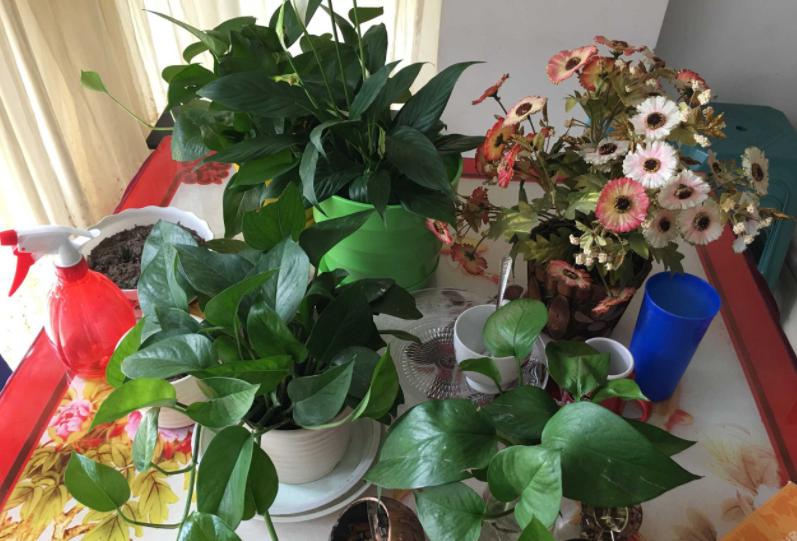 蚊香杀虫剂可以消灭花上的虫卵吗,蚊香灭小苍蝇怎么消灭最彻底