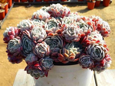 多肉植物树冰怎么养,多肉冰梅度夏注意事项