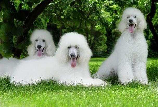 千万莫让爱犬伤人,放任狗狗恐吓他人怎么办