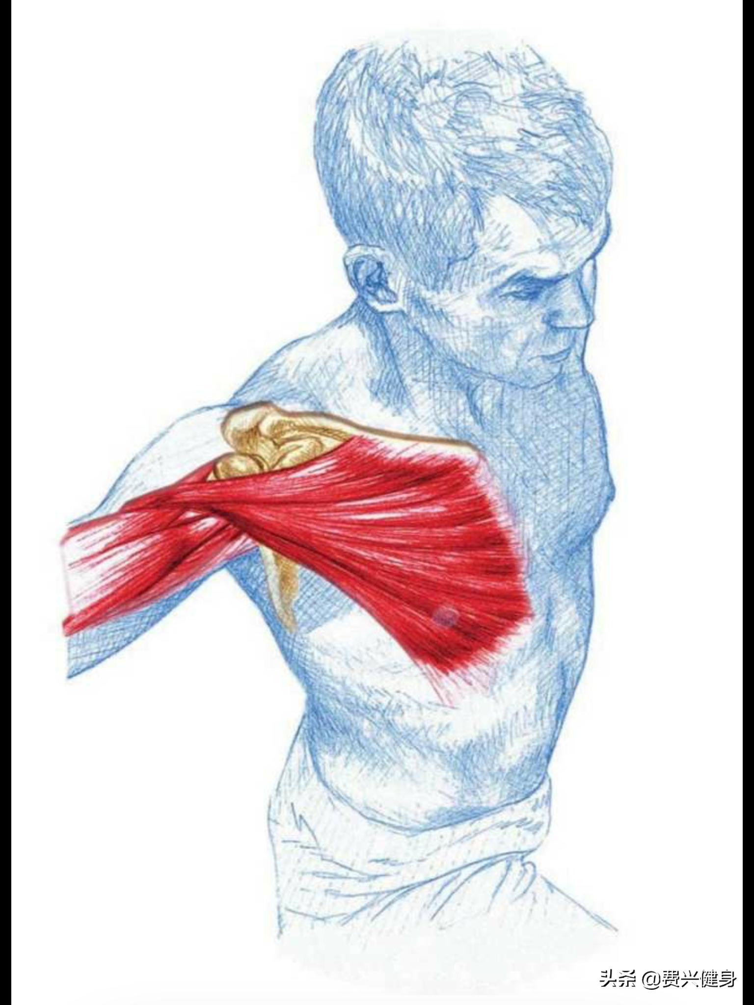 调理上交叉综合征动作,交叉综合症矫正方法