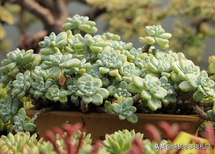 多肉劳尔一直蔫,多肉劳尔怎么养新手必看