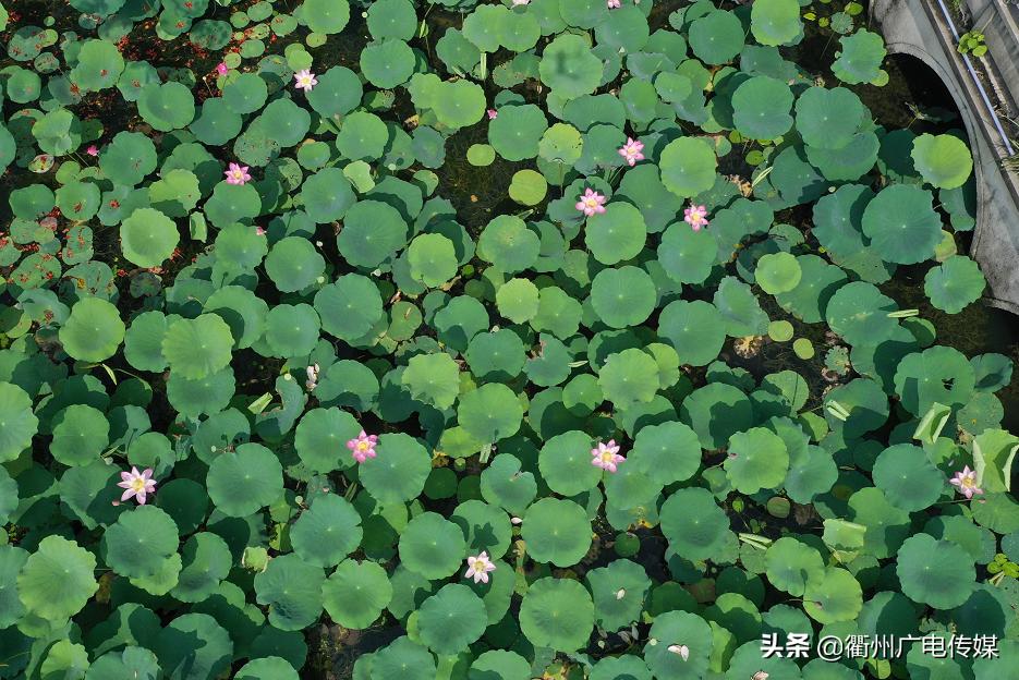 赏荷地图最新版,衢州赏荷