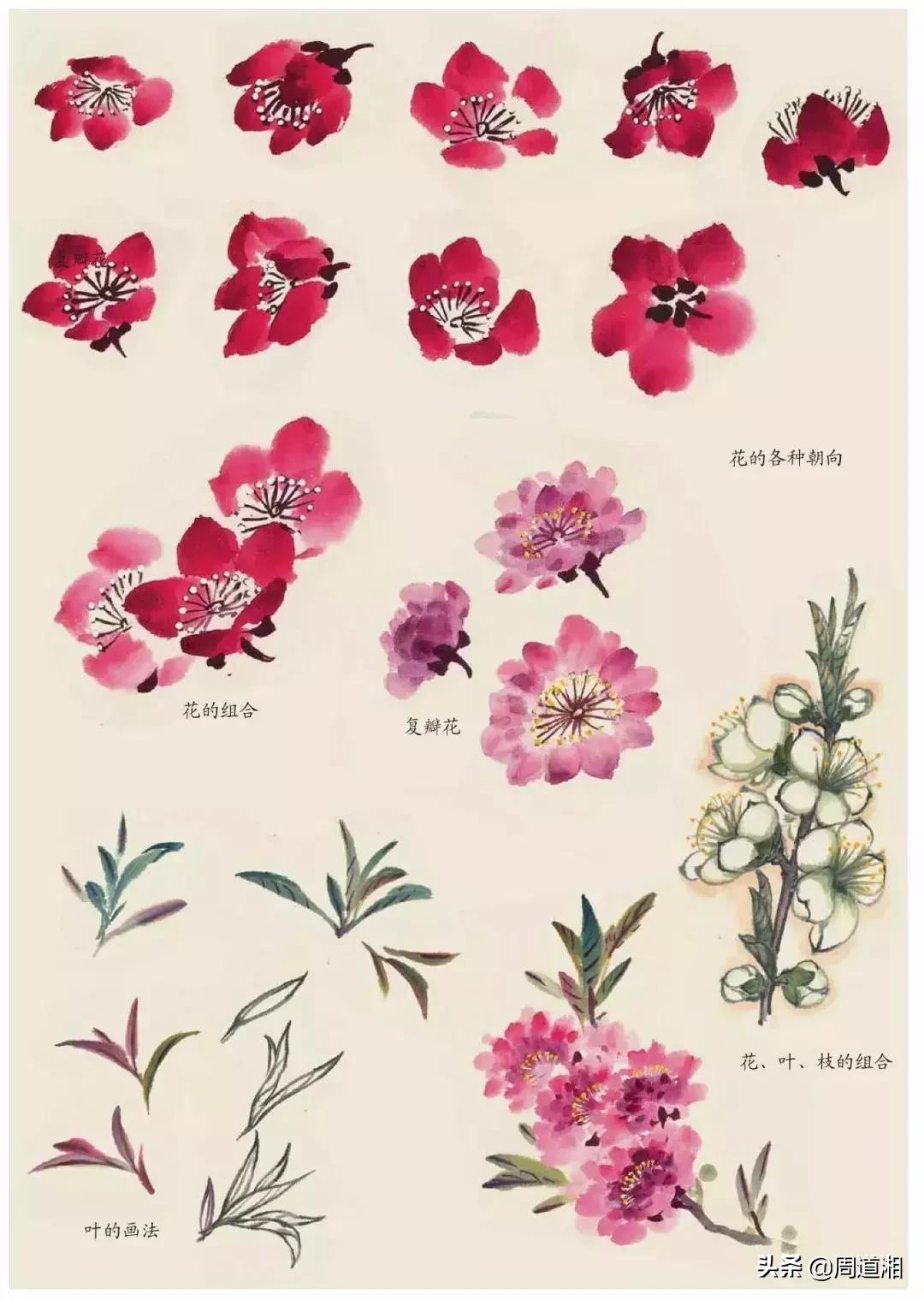 国画花卉大全教程视频,花卉小品国画图片大全