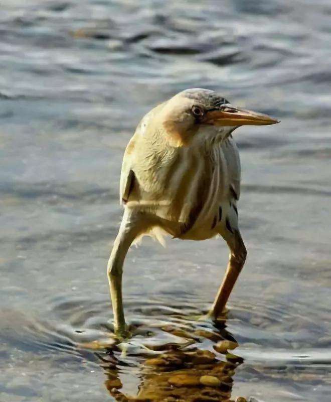 动物表情包沙雕魔性,沙雕动物爆笑瞬间表情包