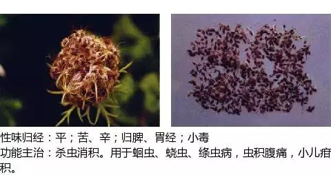 常用中草药名称大全图片及药效,常用中草药药效大全