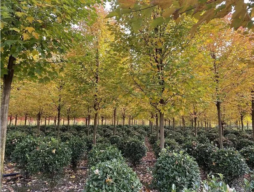 横山红枫岭风景区,唐昌镇横山红枫岭