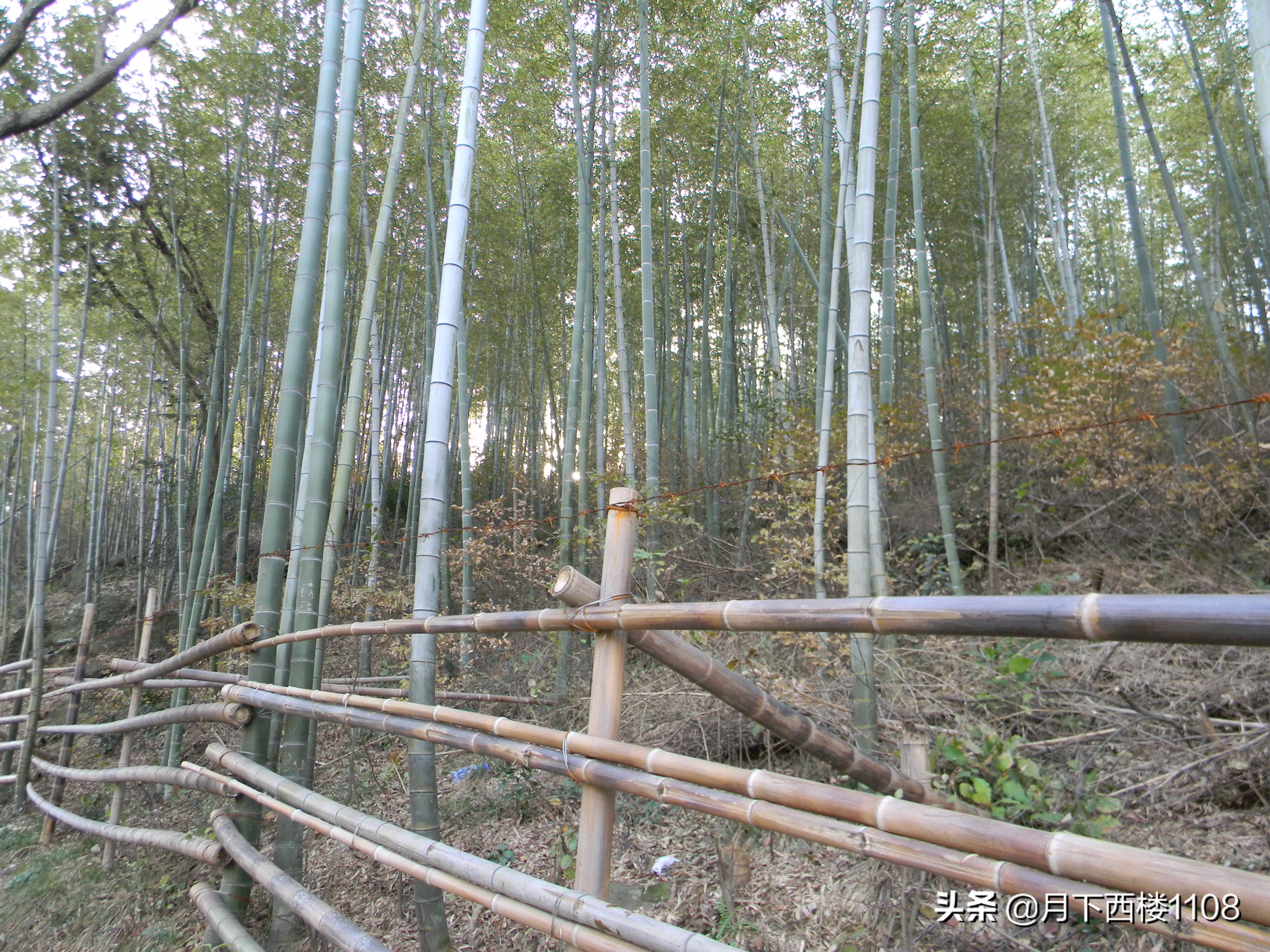 南京石塘竹海照片,南京石塘竹海公园