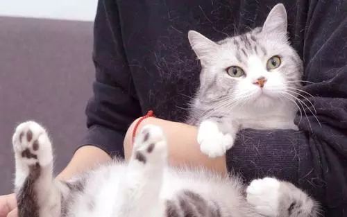 养猫怎样照顾猫,刚刚领养幼猫怎么养