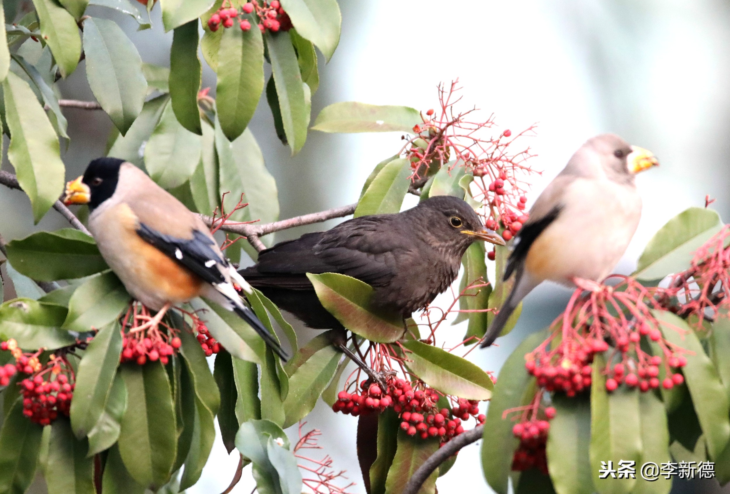 合肥拍到的小鸟,安徽有乌鸫鸟