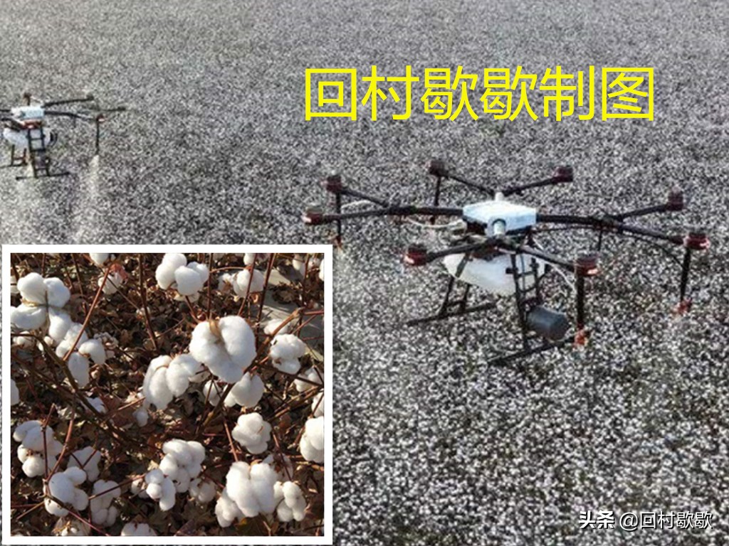 使用催熟剂的好处,棉花催熟剂几天见效