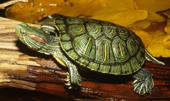 龟类的进化过程图片,龟鳖目动物外形特征