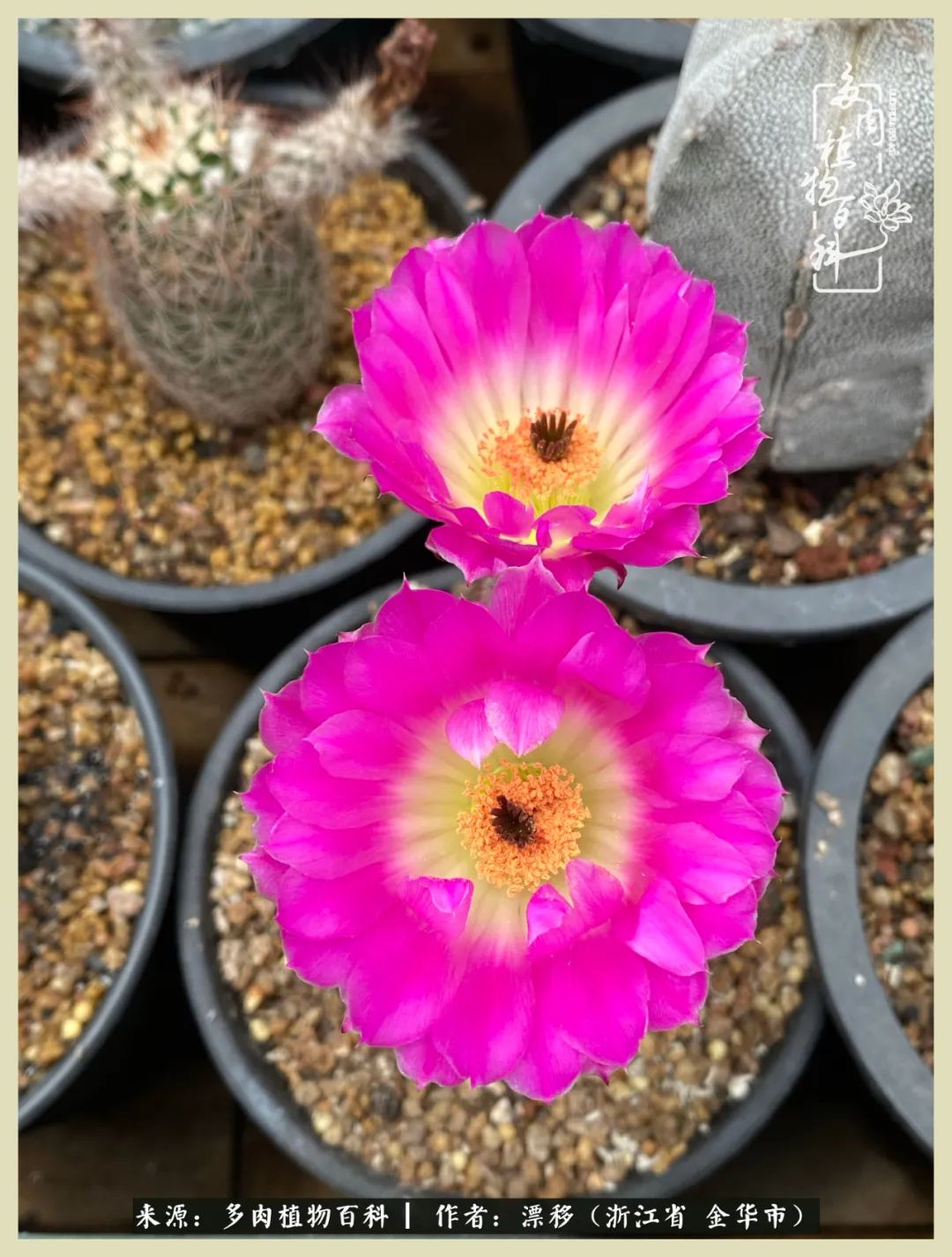 仙人球开花的惊艳瞬间,仙人球开花惊艳了6月