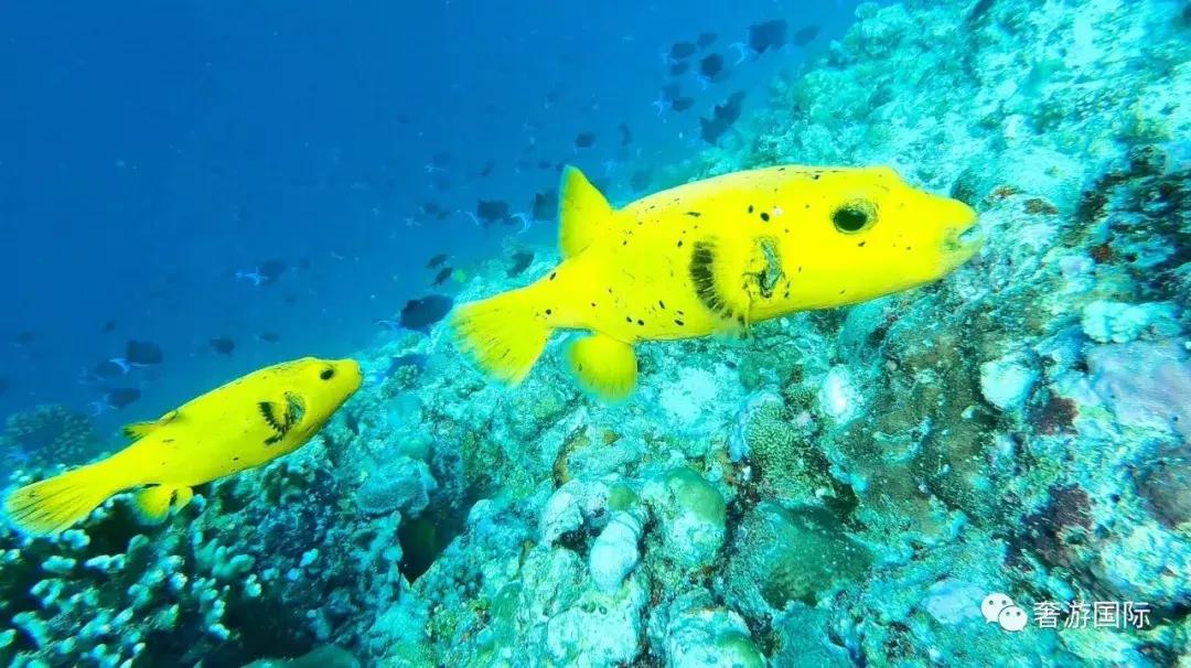 马尔代夫jv岛攻略,马尔代夫v岛