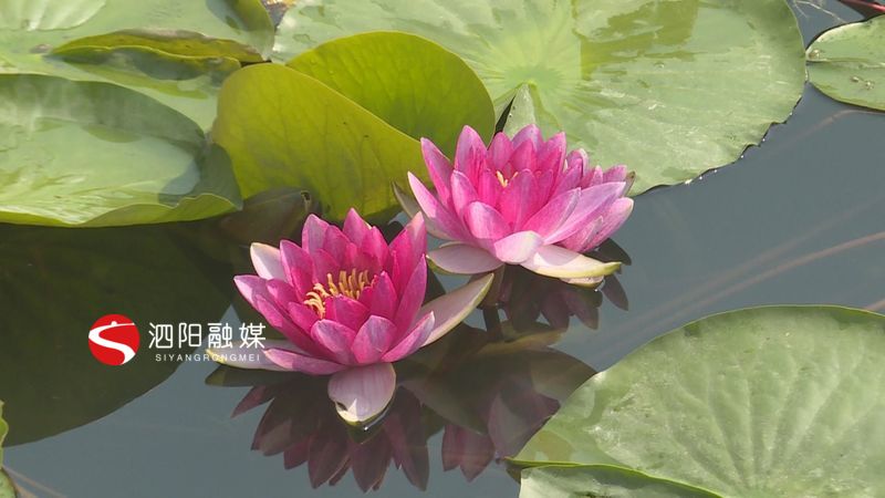 凤栖湖睡莲盛开,千亩荷塘睡莲次第开放风景迷人