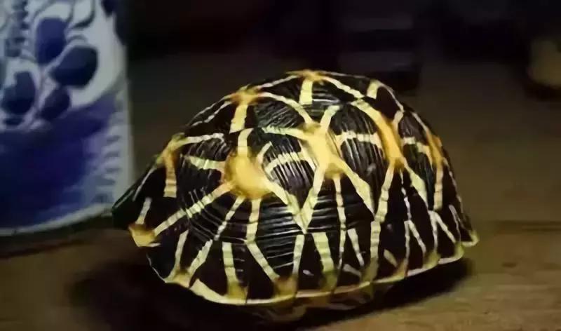 不懂文玩的文玩爱好者,文玩圈中最经典的五种文玩