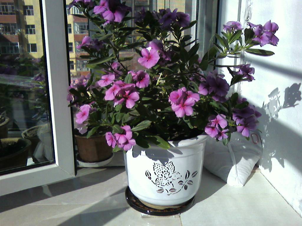 生活在钢筋水泥的丛林里,生活在钢筋水泥里