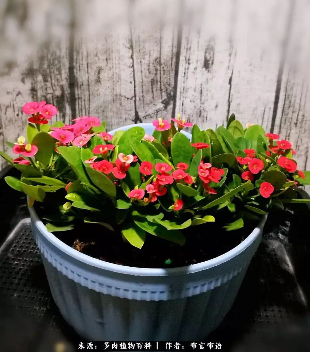 多肉的真实生活感悟,多肉的生活感悟