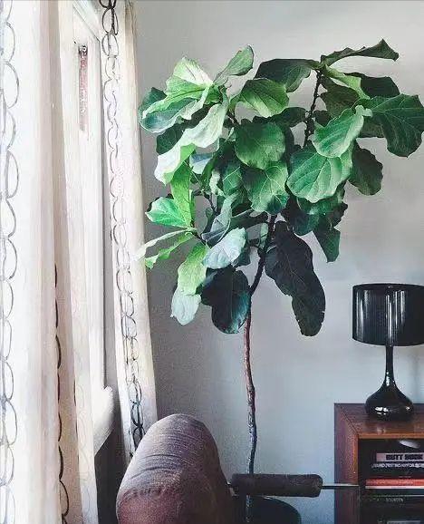 绿植快死了用什么方法可救活,你养的花为什么老死