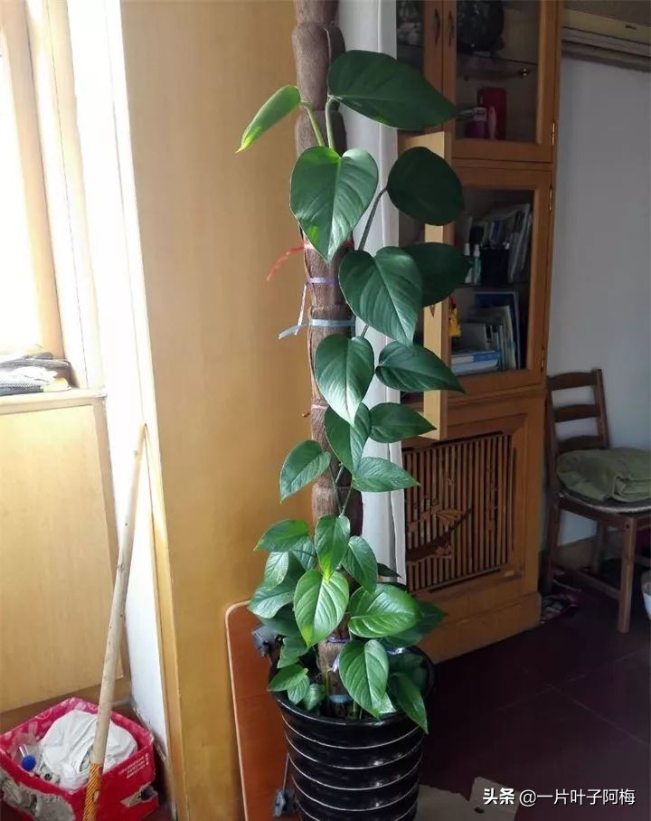 绿萝的叶子越养越小是什么原因,绿萝叶子越养越少