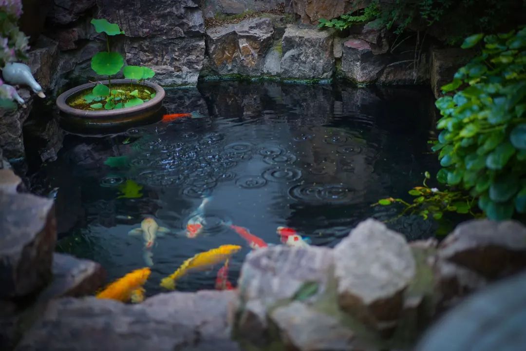 江阴最美院子图片,无锡江阴最美院子