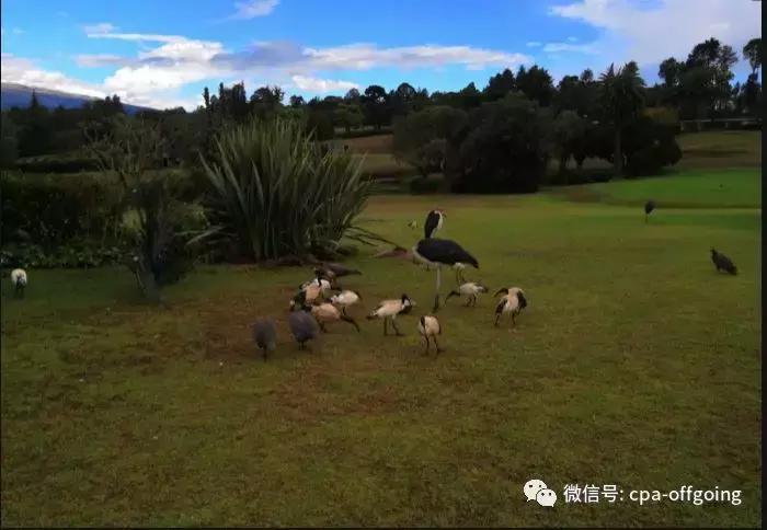 这个野奢的国度,欧美、日韩人都爱去,为何我们国家没人去?