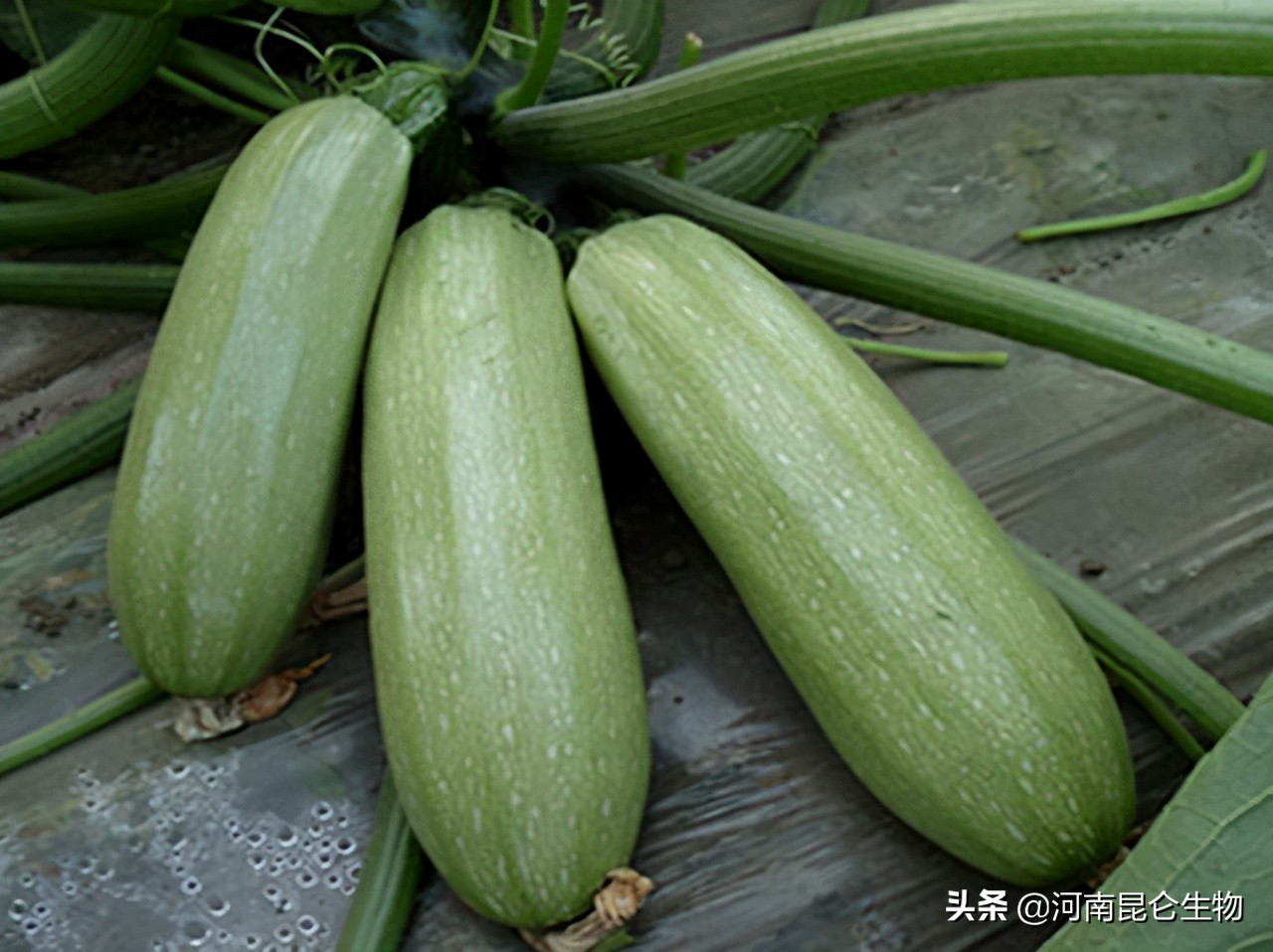 西葫芦老叶发黄怎么救,西葫芦叶子发黄枯萎怎么补救最快