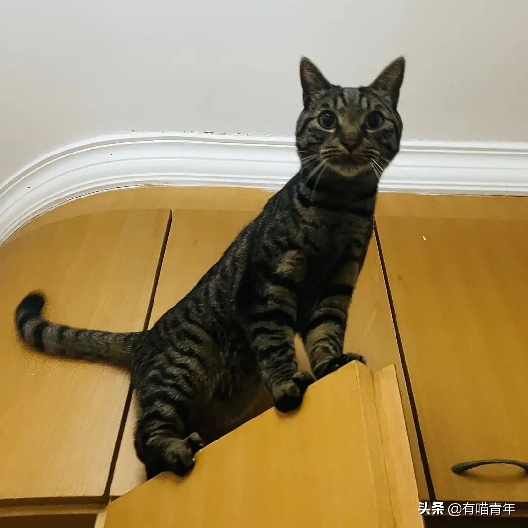 橘猫为什么是魔鬼,橘猫的恐怖之处