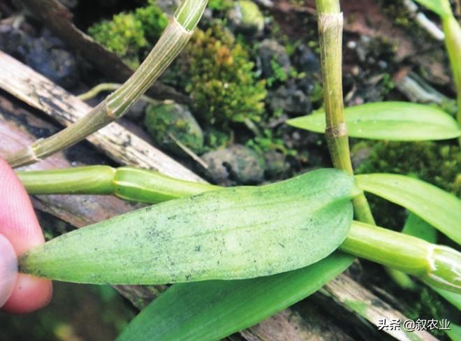 石斛根腐病是什么病害,兜唇石斛是啥意思